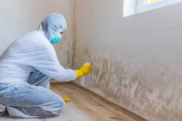 Licensed Basement Mold Removal service in Baroda, MI - WQB Mold Removal