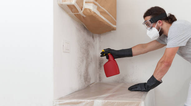 Professional Basement Mold Removal technician working in Baroda, MI