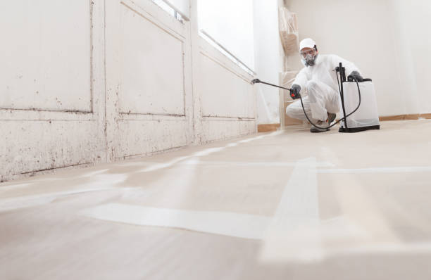 24/7 Emergency Basement Mold Removal experts in Baroda, MI