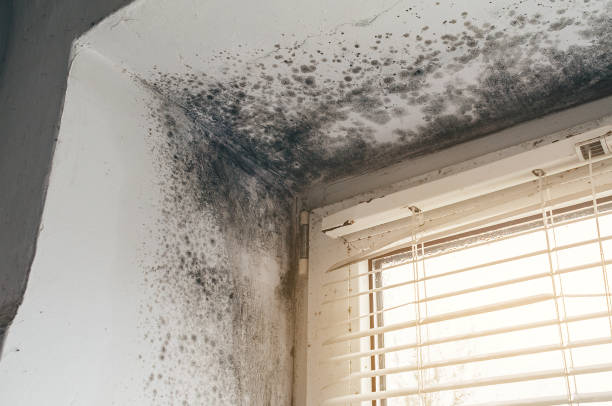 Affordable Basement Mold Removal solutions in Baroda, MI