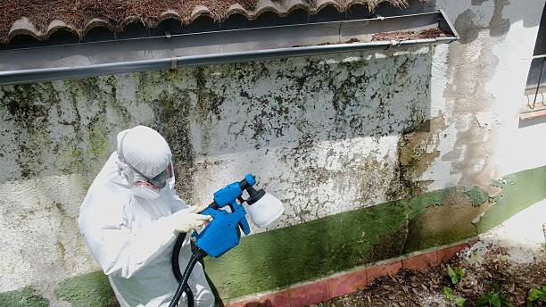 Top rated local Basement Mold Removal specialists in Baroda, MI